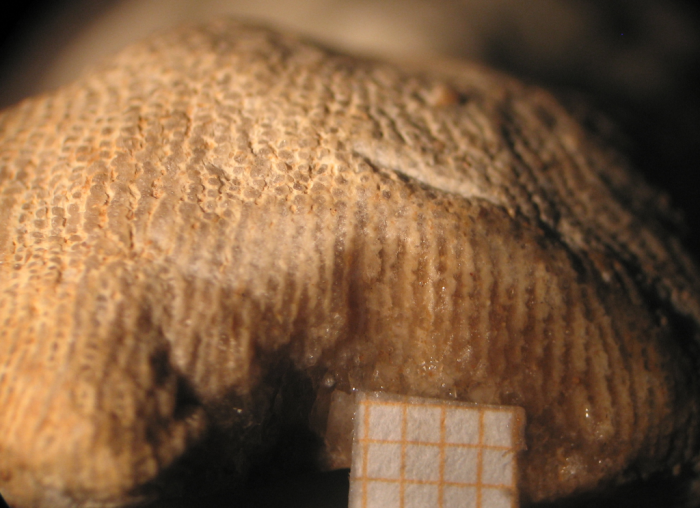 Lectotype of the type species of Semeloseris Lectotype of the type species of Semeloseris