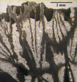 Holotype of  Septastraeopsis gigouti, type species of the genus