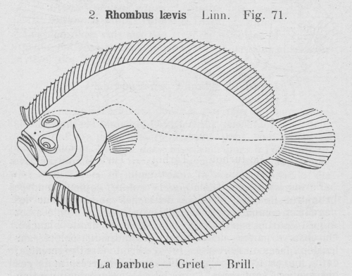 Gilson (1921, fig. 71)