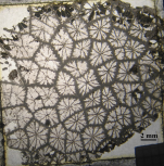 Holotype of  Septastraeopsis gigouti, type species of the genus