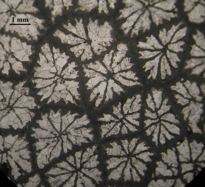 Holotype of  Septastraeopsis gigouti, type species of the genus