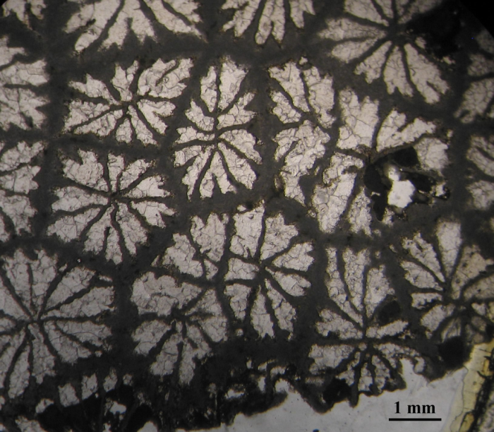 Holotype of  Septastraeopsis gigouti, type species of the genus