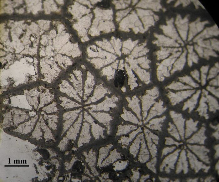 Holotype of  Septastraeopsis gigouti, type species of the genus