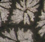 Holotype of  Septastraeopsis gigouti, type species of the genus