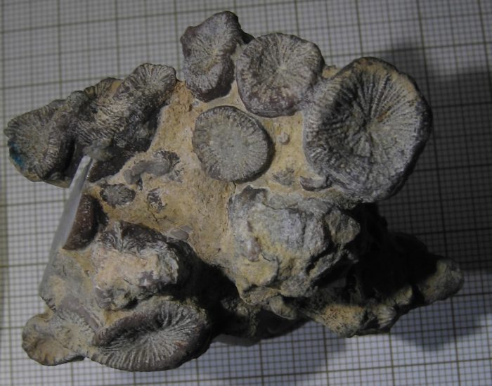 Holotype of Siderosmilia toarciensis type species of the genus Holotype of Siderosmilia toarciensis type species of the genus