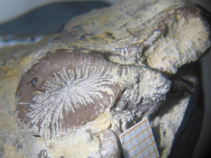 Holotype of Siderosmilia toarciensis type species of the genus Holotype of Siderosmilia toarciensis type species of the genus
