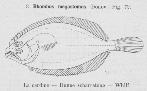 Gilson (1921, fig. 72)