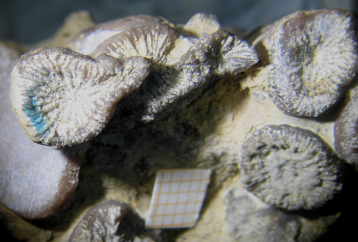Holotype of Siderosmilia toarciensis type species of the genus Holotype of Siderosmilia toarciensis type species of the genus