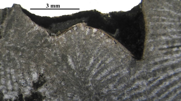Holotype of Siderosmilia toarciensis type species of the genus Holotype of Siderosmilia toarciensis type species of the genus