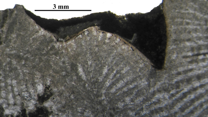 Holotype of Siderosmilia toarciensis type species of the genus