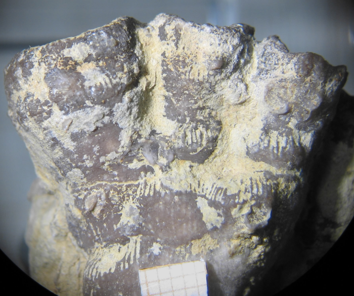Holotype of Siderosmilia toarciensis type species of the genus Holotype of Siderosmilia toarciensis type species of the genus