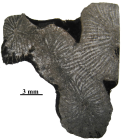 Holotype of Siderosmilia toarciensis type species of the genus