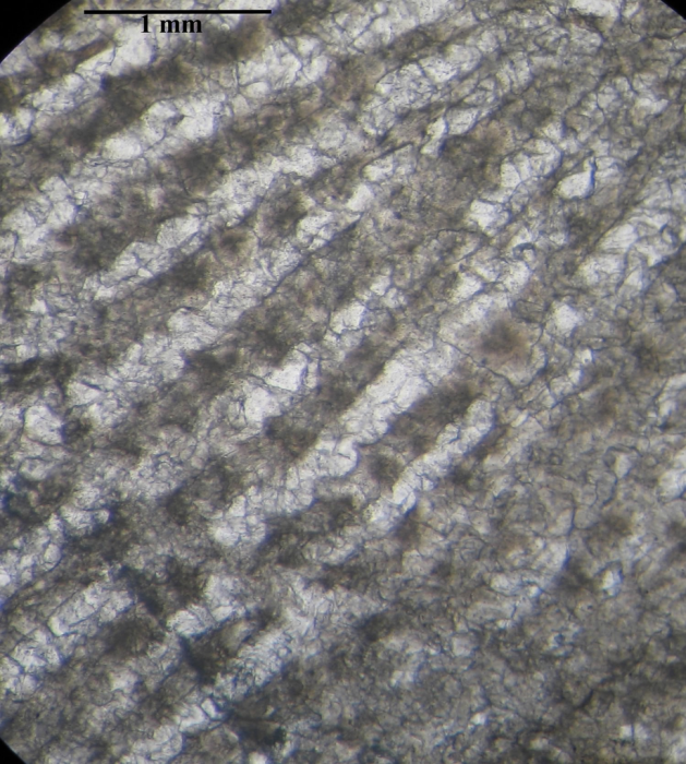 Holotype of Siderosmilia toarciensis type species of the genus Holotype of Siderosmilia toarciensis type species of the genus