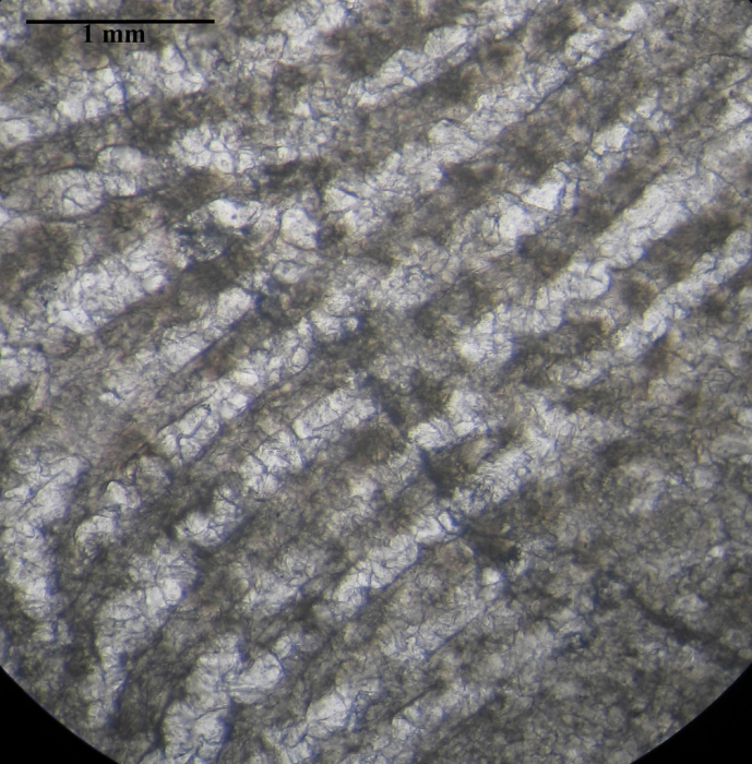Holotype of Siderosmilia toarciensis type species of the genus Holotype of Siderosmilia toarciensis type species of the genus