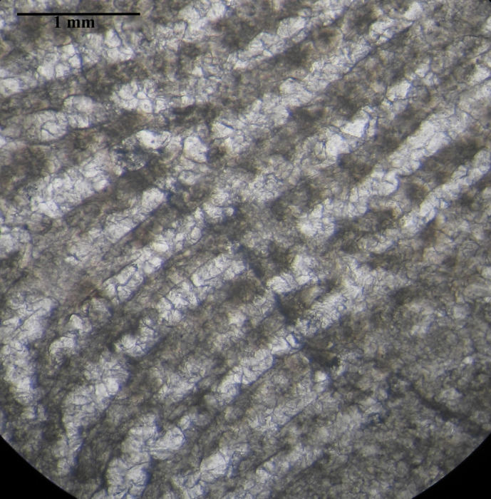 Holotype of Siderosmilia toarciensis type species of the genus