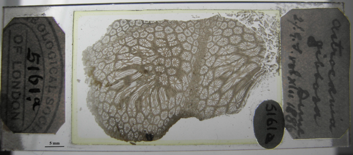 Holotype of Stelidioseris gibbosa, type species of the genus