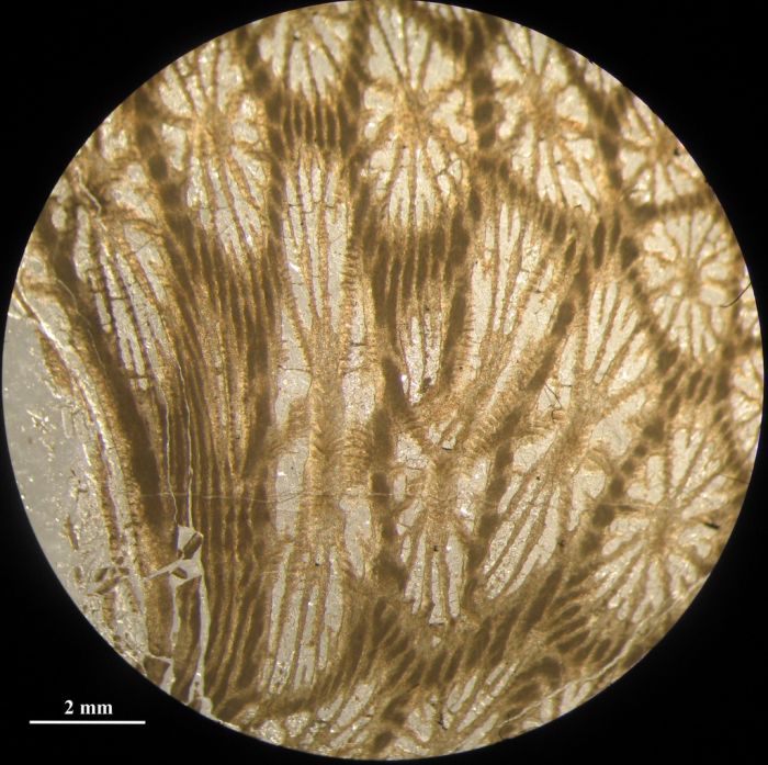 Holotype of Stelidioseris gibbosa, type species of the genus