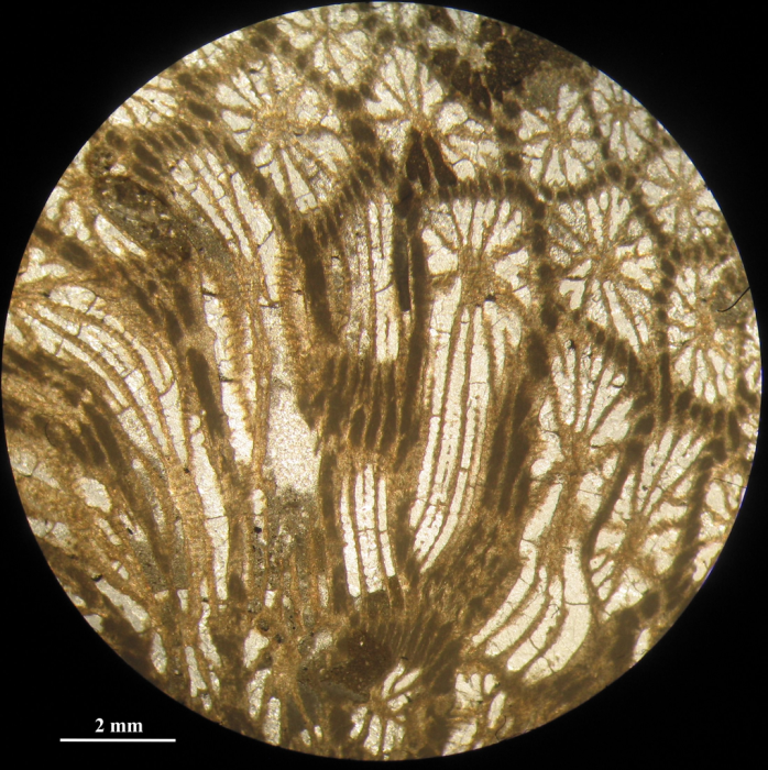 Holotype of Stelidioseris gibbosa, type species of the genus