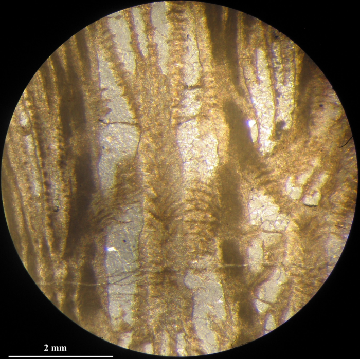 Holotype of Stelidioseris gibbosa, type species of the genus