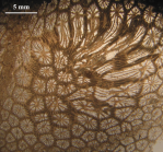 Holotype of Stelidioseris gibbosa, type species of the genus