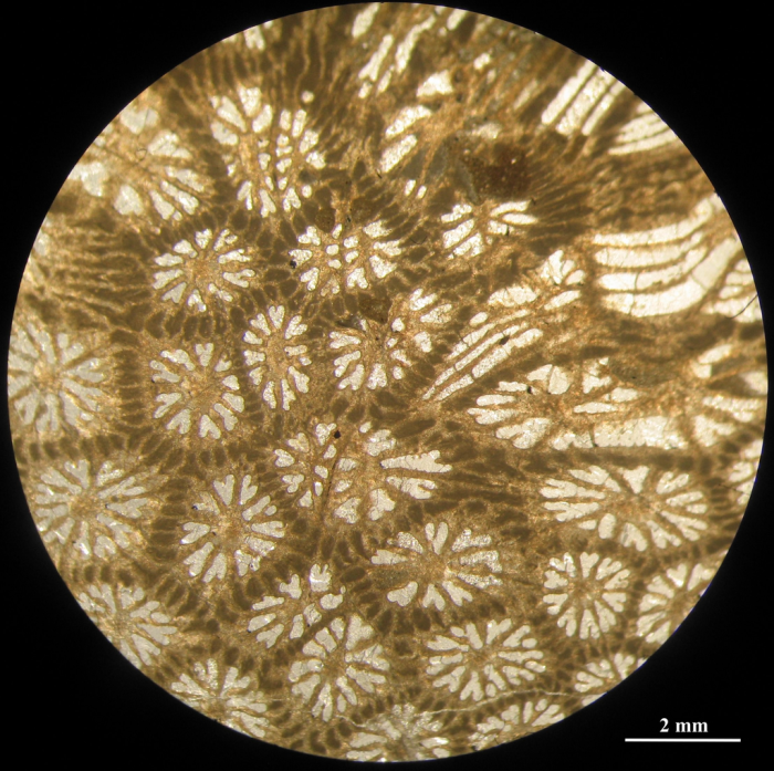 Holotype of Stelidioseris gibbosa, type species of the genus