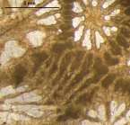 Holotype of Stelidioseris gibbosa, type species of the genus