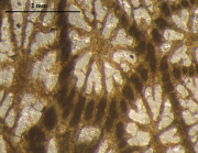 Holotype of Stelidioseris gibbosa, type species of the genus