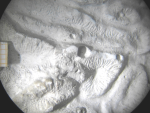 plaster mold of the holotype of Stibastrea edwardsi type species of the genus