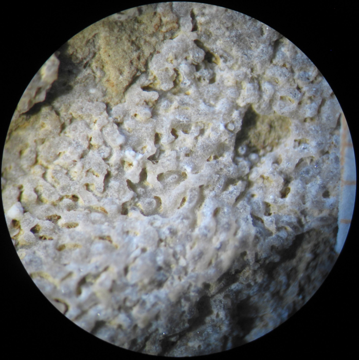 Syntype of Thamnaraea digitalis type species of the genus Syntype of Thamnaraea digitalis type species of the genus