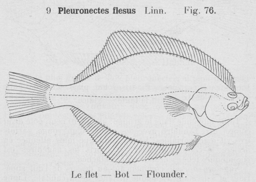 Gilson (1921, fig. 76)