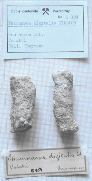 Syntype of Thamnaraea digitalis type species of the genus Syntype of Thamnaraea digitalis type species of the genus