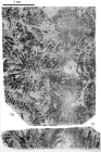 Holotype of Thecosmiliopsis elegans type species of the genus
