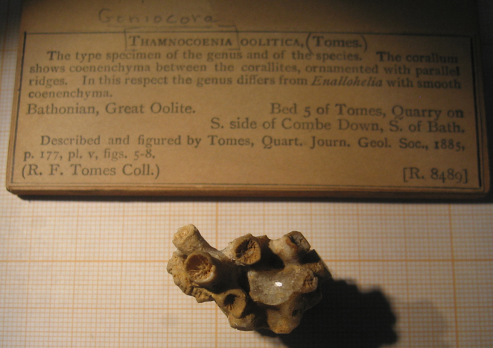 Holotype of Thamnocoenia oolitica type species of the genus