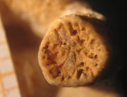 Holotype of Thamnocoenia oolitica type species of the genus