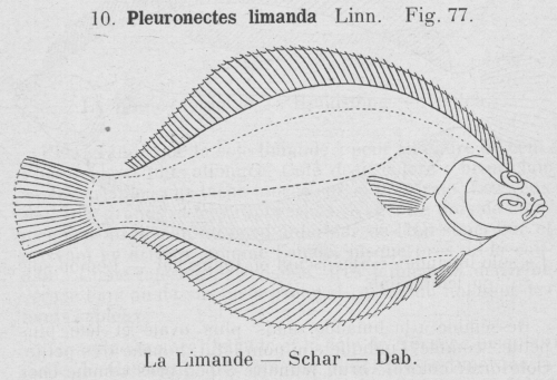 Gilson (1921, fig. 77)