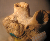 Holotype of Thamnocoenia oolitica type species of the genus