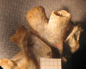 Holotype of Thamnocoenia oolitica type species of the genus