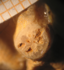 Holotype of Thamnocoenia oolitica type species of the genus