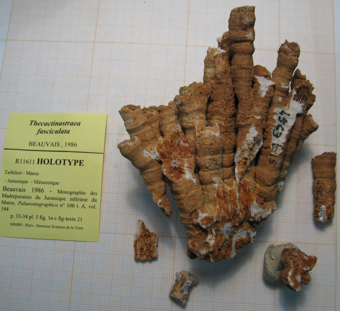 Holotype of Thecactinastraea fasciculata type species of the genus Holotype of Thecactinastraea fasciculata type species of the genus