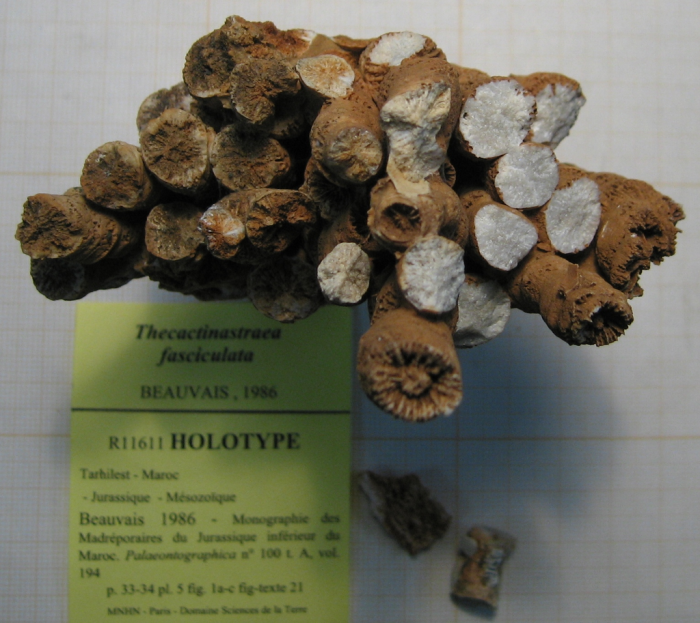 Holotype of Thecactinastraea fasciculata type species of the genus Holotype of Thecactinastraea fasciculata type species of the genus