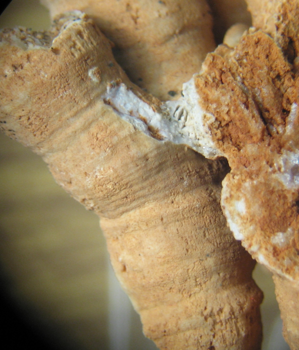 Holotype of Thecactinastraea fasciculata type species of the genus Holotype of Thecactinastraea fasciculata type species of the genus