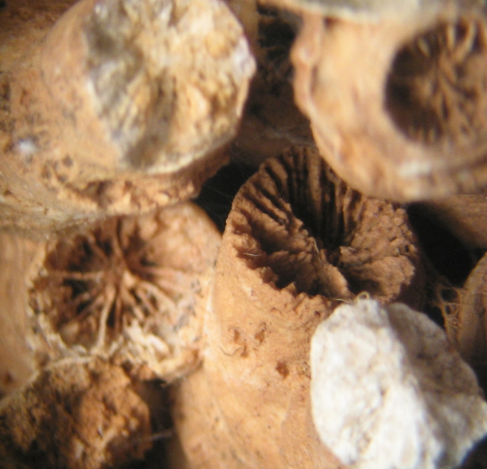 Holotype of Thecactinastraea fasciculata type species of the genus Holotype of Thecactinastraea fasciculata type species of the genus