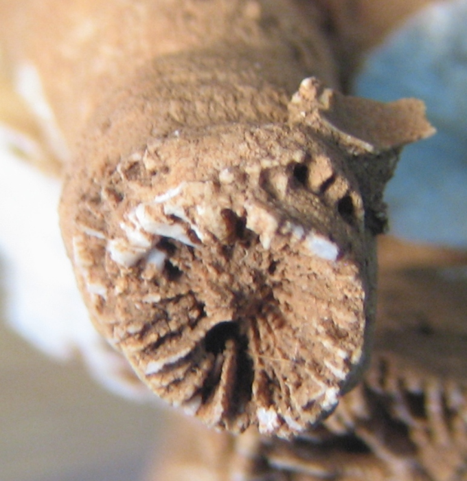 Holotype of Thecactinastraea fasciculata type species of the genus Holotype of Thecactinastraea fasciculata type species of the genus