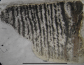 Holotype of Thecactinastraea fasciculata type species of the genus
