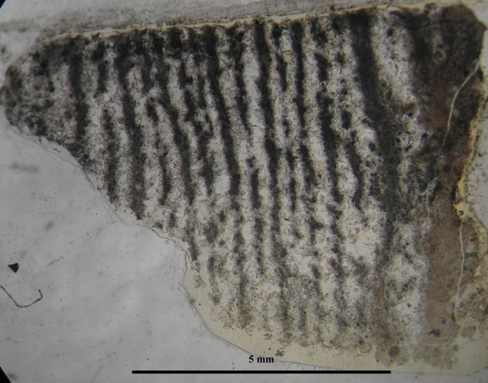 Holotype of Thecactinastraea fasciculata type species of the genus Holotype of Thecactinastraea fasciculata type species of the genus