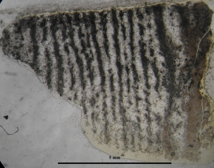 Holotype of Thecactinastraea fasciculata type species of the genus