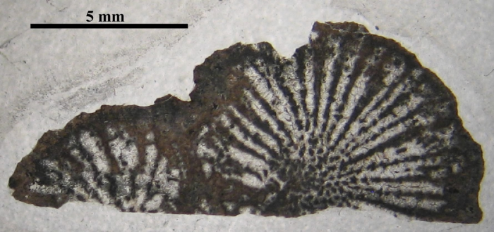 Holotype of Thecactinastraea fasciculata type species of the genus Holotype of Thecactinastraea fasciculata type species of the genus