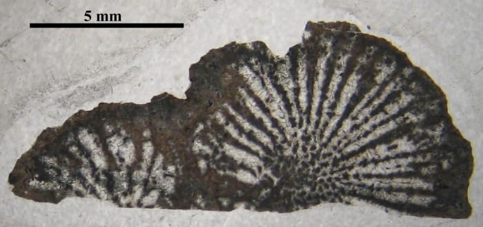 Holotype of Thecactinastraea fasciculata type species of the genus