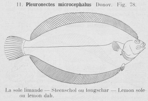 Gilson (1921, fig. 78)