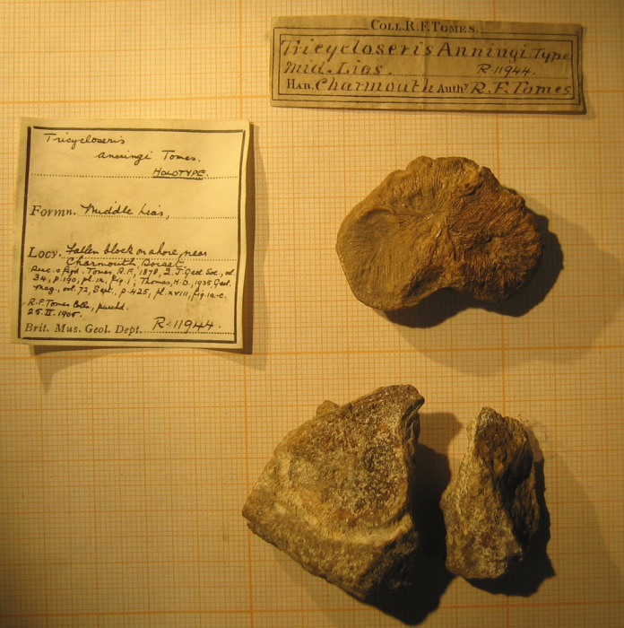 Holotype of Tricycloseris anningi type species of the genus